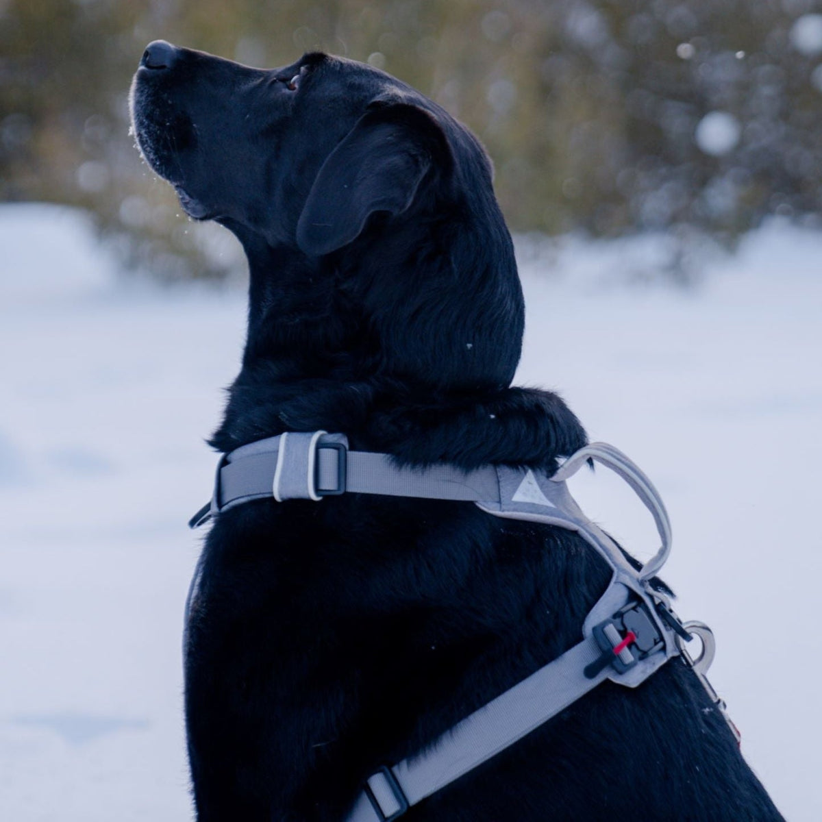 Dog wearing a no-pull harness